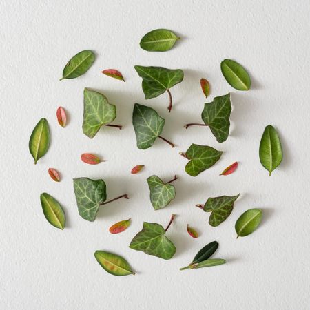 Green and red leaves in circle on light  background