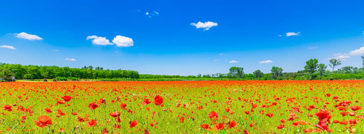 Banner of poppies in a field surrounded by trees under blue sky