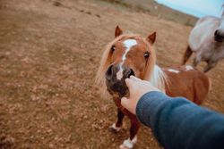 Crop hand touching horse on pasture