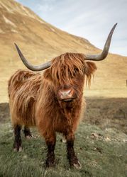 Brown highland cow on green grass field