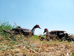 Close-up of ducks walking in a field against clear sky