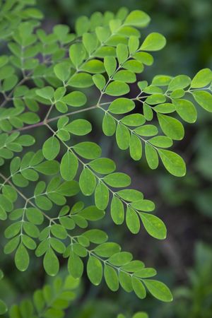 Drumstick tree, Herbal Green Moringa leaves tree background