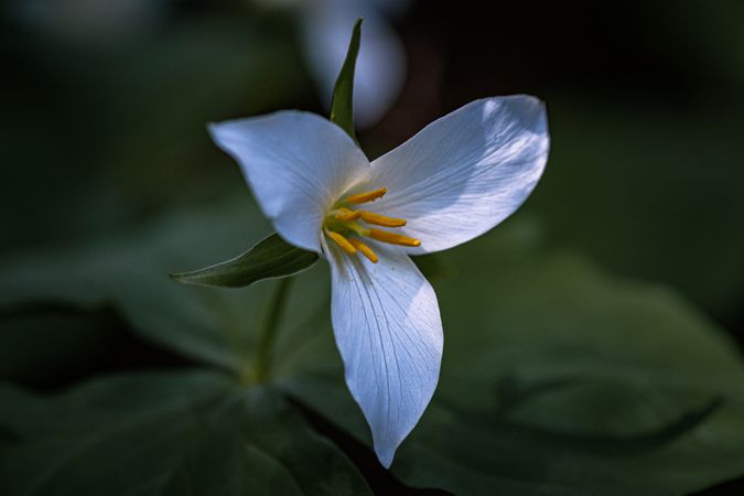 Trillium flower growing in green hedge