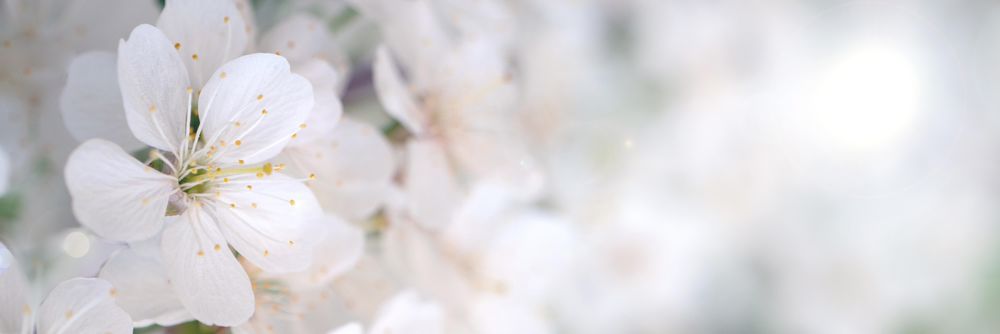 Light flowers in close-up