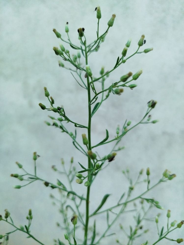 Delicate Wild Plant Growing by the Wall