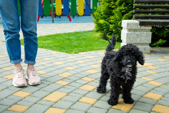 Woman taking a poodle for a walk