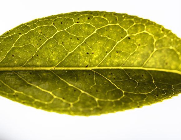 Close up of green leaf on plain background