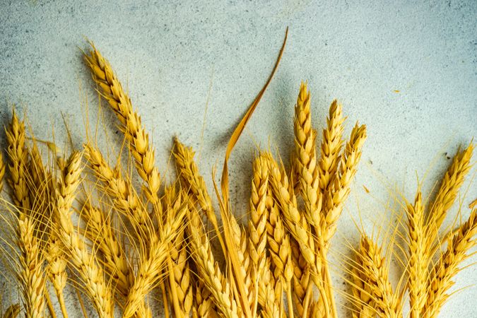 Close up of wheat ears on counter