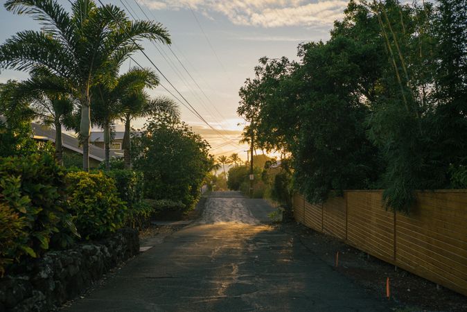 Declining road in Hawaii lines with palm trees