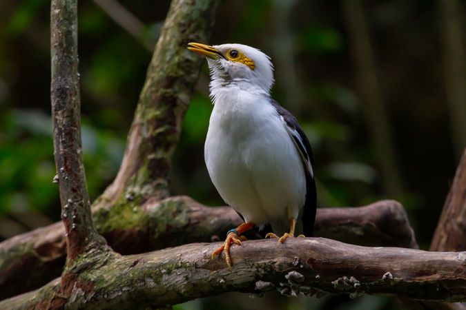 Starling Standing On Branch