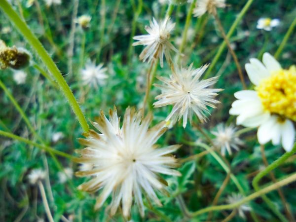 Tridax procumbens flower