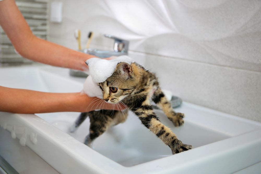 A woman bathes a cat in the sink.