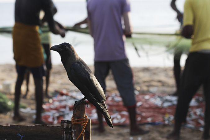 Fish crow near anonymous fishermen
