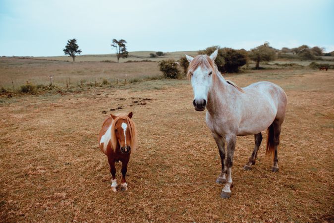 Horses grazing in dry field