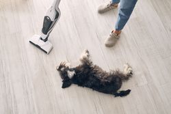 Crop woman cleaning floor with vacuum near cute lazy dog