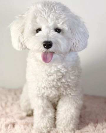 Bichon on textile indoor