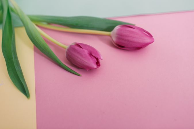 Pink tulips on clear background