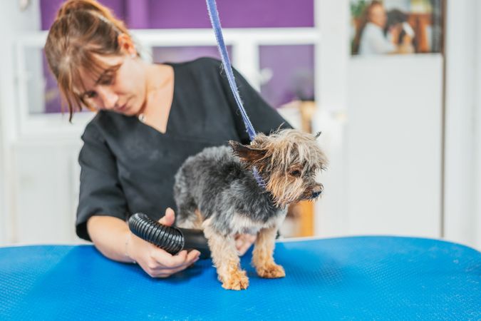 Happy dog during grooming procedure