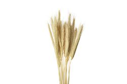 Bunch of dried stalks in blank studio shoot