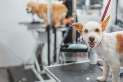 Cute dog at groomers