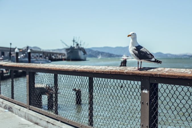 Bird sitting on barrier on embankment near sea