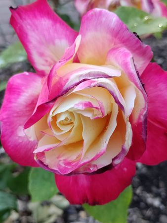 Hybrid tea rose, magenta and yellow