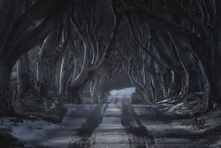 Tunnel of giant beech leafless trees in Ireland