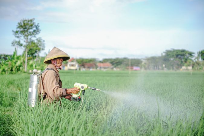 Older Asian male farmer spraying pesticide on rice green field