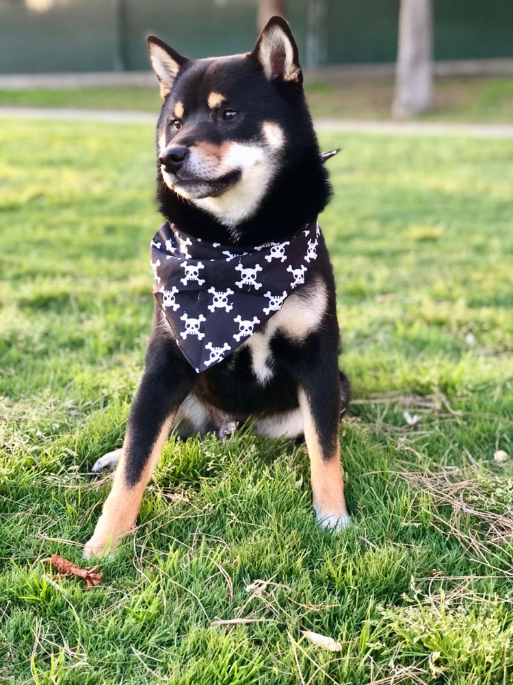 Shiba Inu sitting on green grass