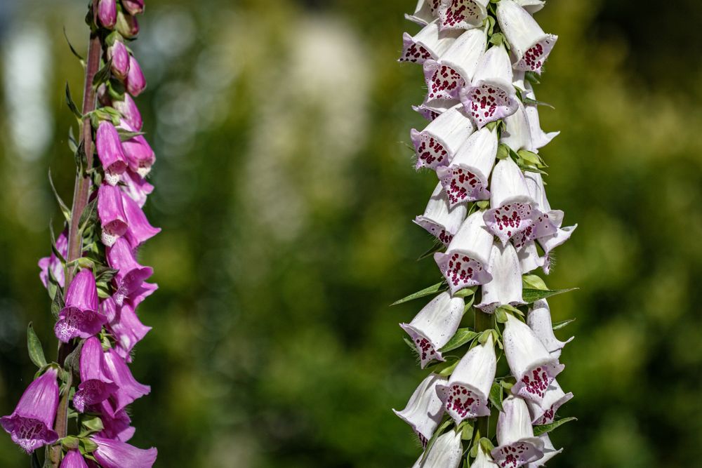 Fox glove flowers growing outside