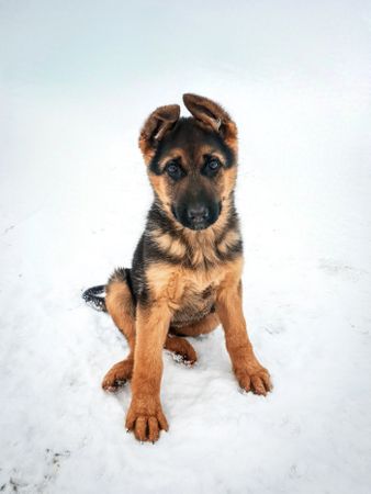Cute fluffy German Shepard puppy sitting in the snow