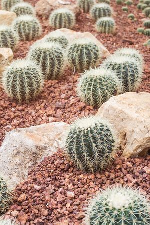 image of closeup green cactus budding