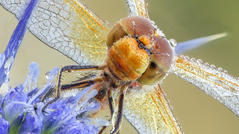 Macro photo of dragon fly head