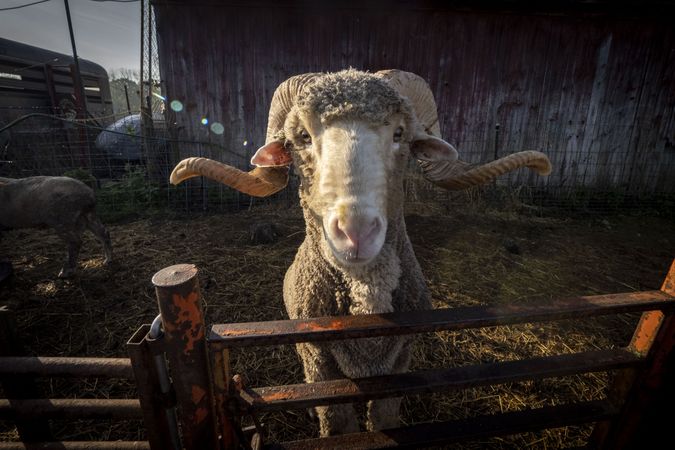 Close up of sheep with big horns  in a pen