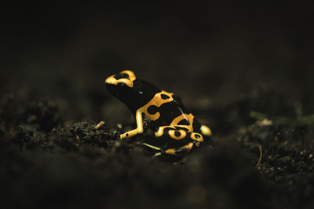 Small frog on ground