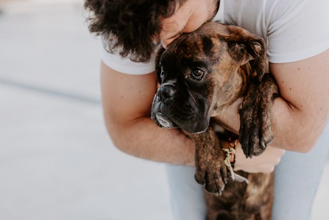 Curious cheeky dog on hands of owner