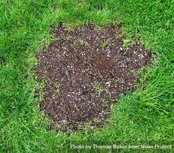 Repair patch on natural grass lawn for springtime maintenance 5RNQW5
