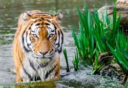 Tiger in water