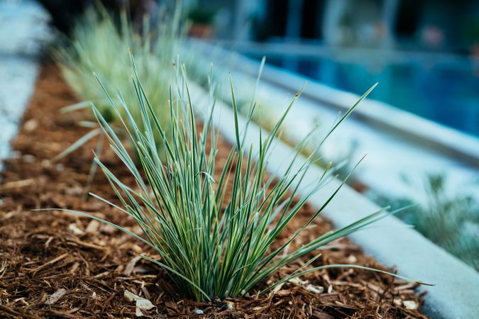 Row of Ornamental Grass