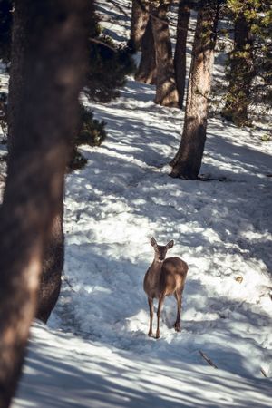 Noble deer near trees between snow