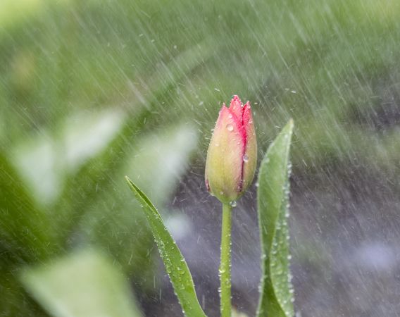 Single flower in heavy spring Rain
