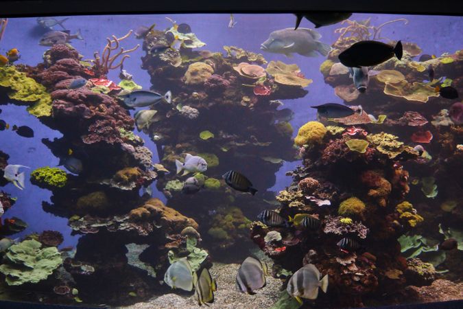 Colorful coral reefs in aquarium with swimming fish