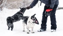 Snowy Dog Play and Training