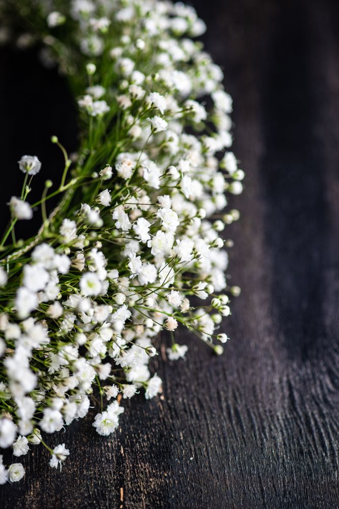 Close up of gypsophila paniculata flowers in bridal wreath