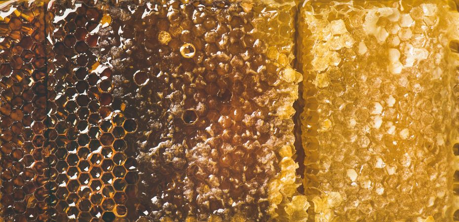 Close up, narrow horizontal composition of dark to light shaded honeycomb