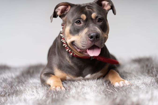 Portrait of pitbull in red spiked collar with mouth open