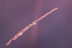 Close up of long dry grass with space for text