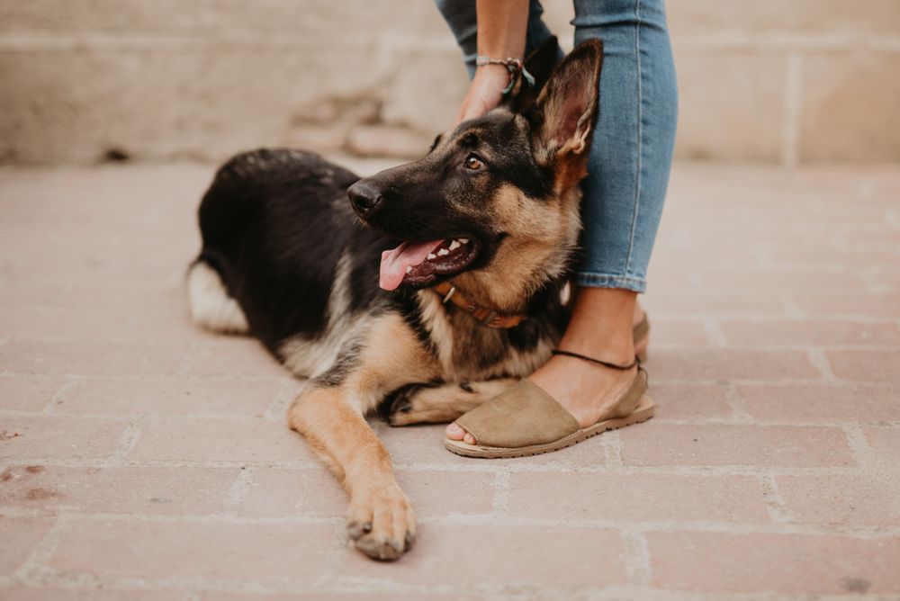 Adorable german shepherd with owner on street