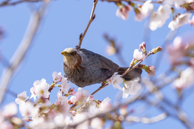 Grey bird in cherry blossom tree