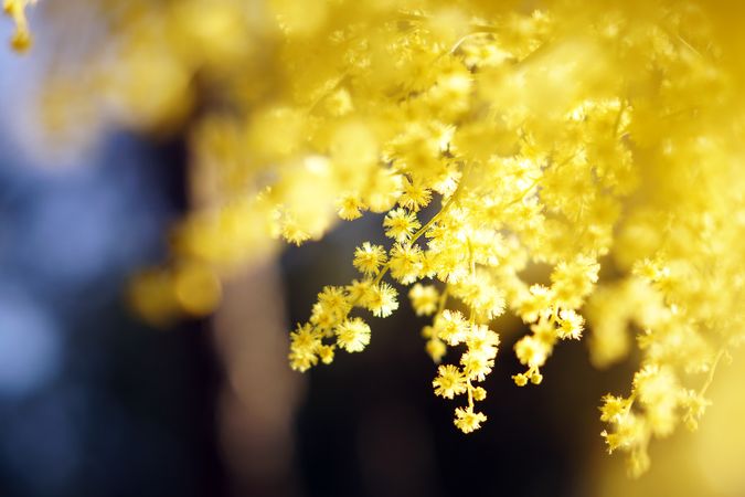 Tender golden twigs on sunny day